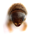 Hypothenemus seriatus 12761