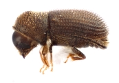 Hypothenemus seriatus 12761