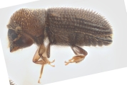 Hypothenemus seriatus 12761