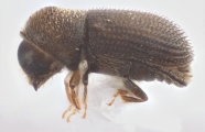 Hypothenemus seriatus 12761