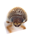 Hypothenemus seriatus 12762