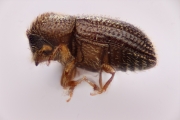 Hypothenemus seriatus 14986