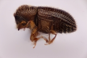 Hypothenemus seriatus 14986