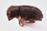 Hypothenemus seriatus 14998