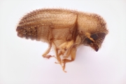 Hypothenemus seriatus 14999