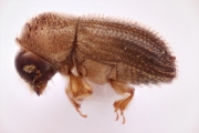 Hypothenemus seriatus 15000