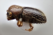 Hypothenemus seriatus 15187