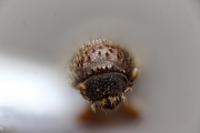 Hypothenemus seriatus 15187