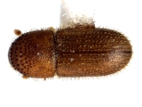 Hypothenemus setosus 12233