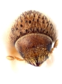 Hypothenemus setosus 12233