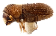 Hypothenemus setosus 12233