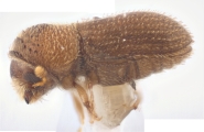 Hypothenemus setosus 12233