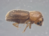 Hypothenemus setosus 12684