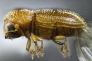 Hypothenemus setosus 15312