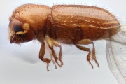 Hypothenemus setosus 15312