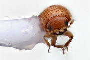 Hypothenemus setosus 15312