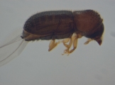 Hypothenemus setosus 15047