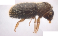 Hypothenemus sp1618_eruditusShinyBlack 11458