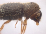 Hypothenemus sp1618_eruditusShinyBlack 11458