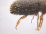 Hypothenemus sp1618_eruditusShinyBlack 11458