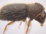 Hypothenemus sp1618_eruditusShinyBlack 11458