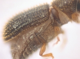 Hypothenemus sp1618_eruditusShinyBlack 11458