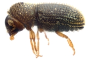 Hypothenemus sp1618_eruditusShinyBlack 11458