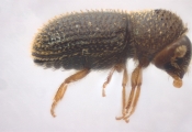 Hypothenemus sp1618_eruditusShinyBlack 11458