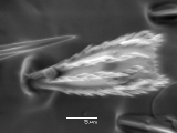 Hypothenemus sp1618_eruditusShinyBlack 14233