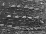 Hypothenemus sp1618_eruditusShinyBlack 14233