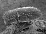 Hypothenemus sp1618_eruditusShinyBlack 14233