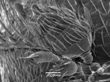 Hypothenemus sp1618_eruditusShinyBlack 14233