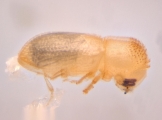 Hypothenemus sp1651_ThaDeyrup 13942