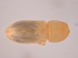 Hypothenemus sp1651_ThaDeyrup 13942