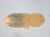 Hypothenemus sp1651_ThaDeyrup 13942