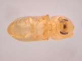Hypothenemus sp1651_ThaDeyrup 13942
