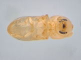 Hypothenemus sp1651_ThaDeyrup 13942