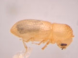 Hypothenemus sp1651_ThaDeyrup 13942
