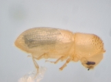 Hypothenemus sp1651_ThaDeyrup 13942