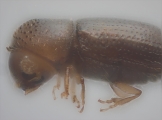 Hypothenemus sp1651_ThaDeyrup 11452
