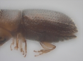 Hypothenemus sp1651_ThaDeyrup 11452