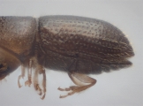 Hypothenemus sp1651_ThaDeyrup 11452