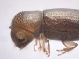 Hypothenemus sp1651_ThaDeyrup 11452