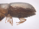 Hypothenemus sp1651_ThaDeyrup 11452