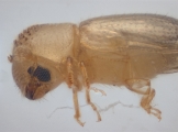 Hypothenemus sp1651_ThaDeyrup 11452