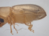 Hypothenemus sp1651_ThaDeyrup 11452
