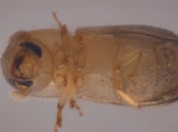 Hypothenemus sp1651_ThaDeyrup 11452