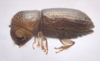 Hypothenemus sp1651_ThaDeyrup 11452