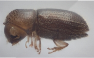 Hypothenemus sp1651_ThaDeyrup 11452