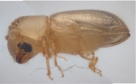 Hypothenemus sp1651_ThaDeyrup 11452